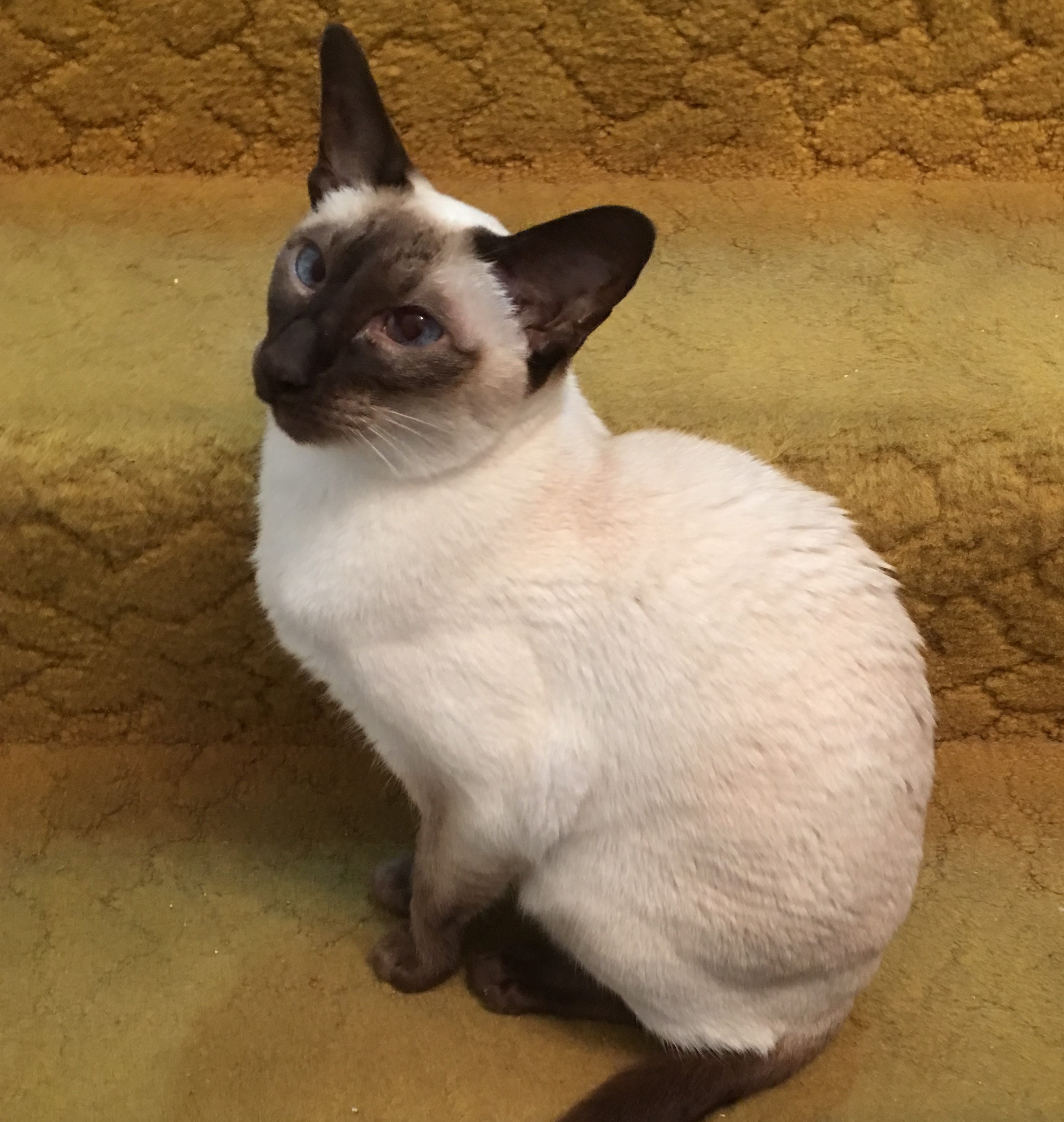 Caila