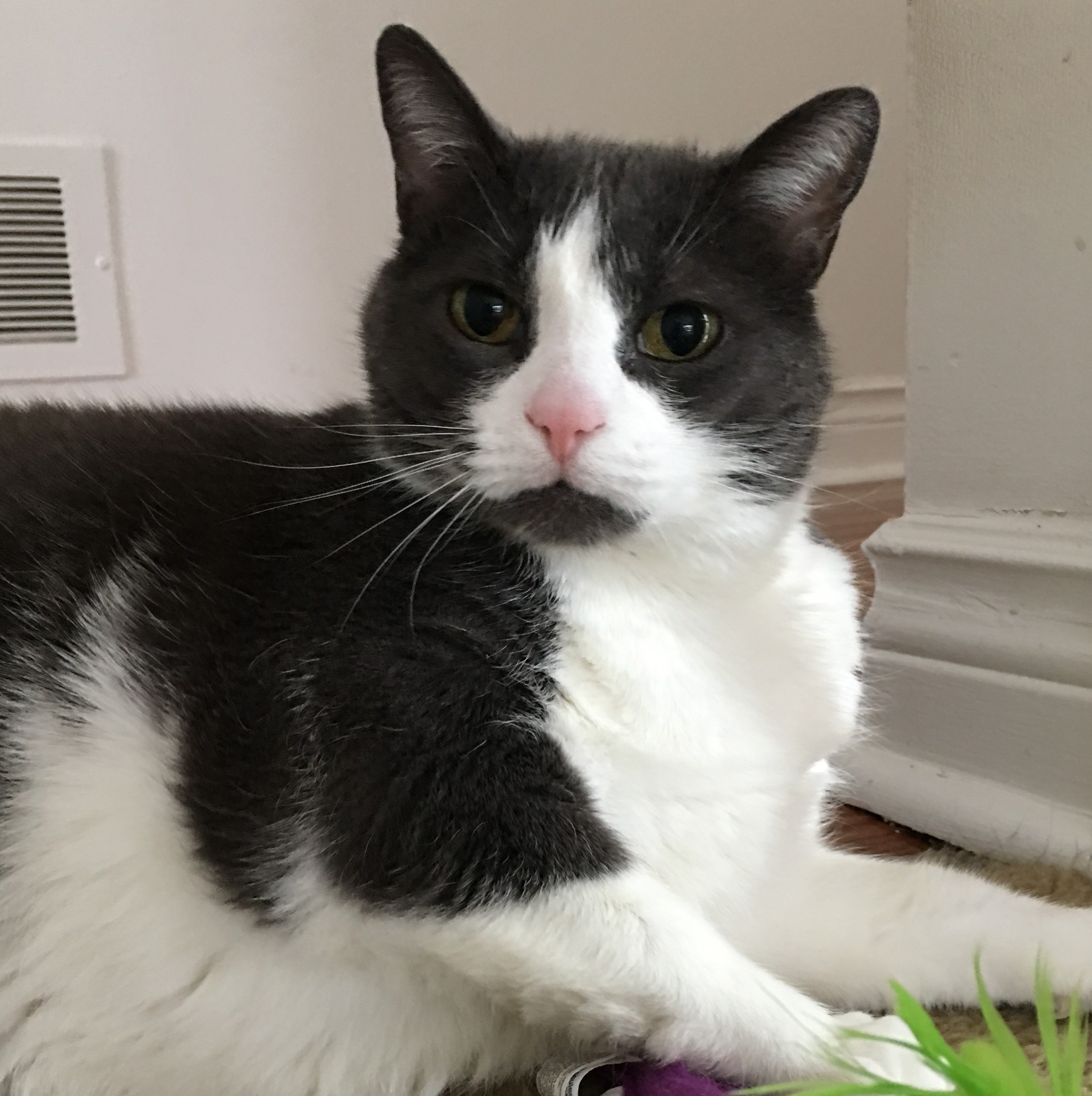 Gracie