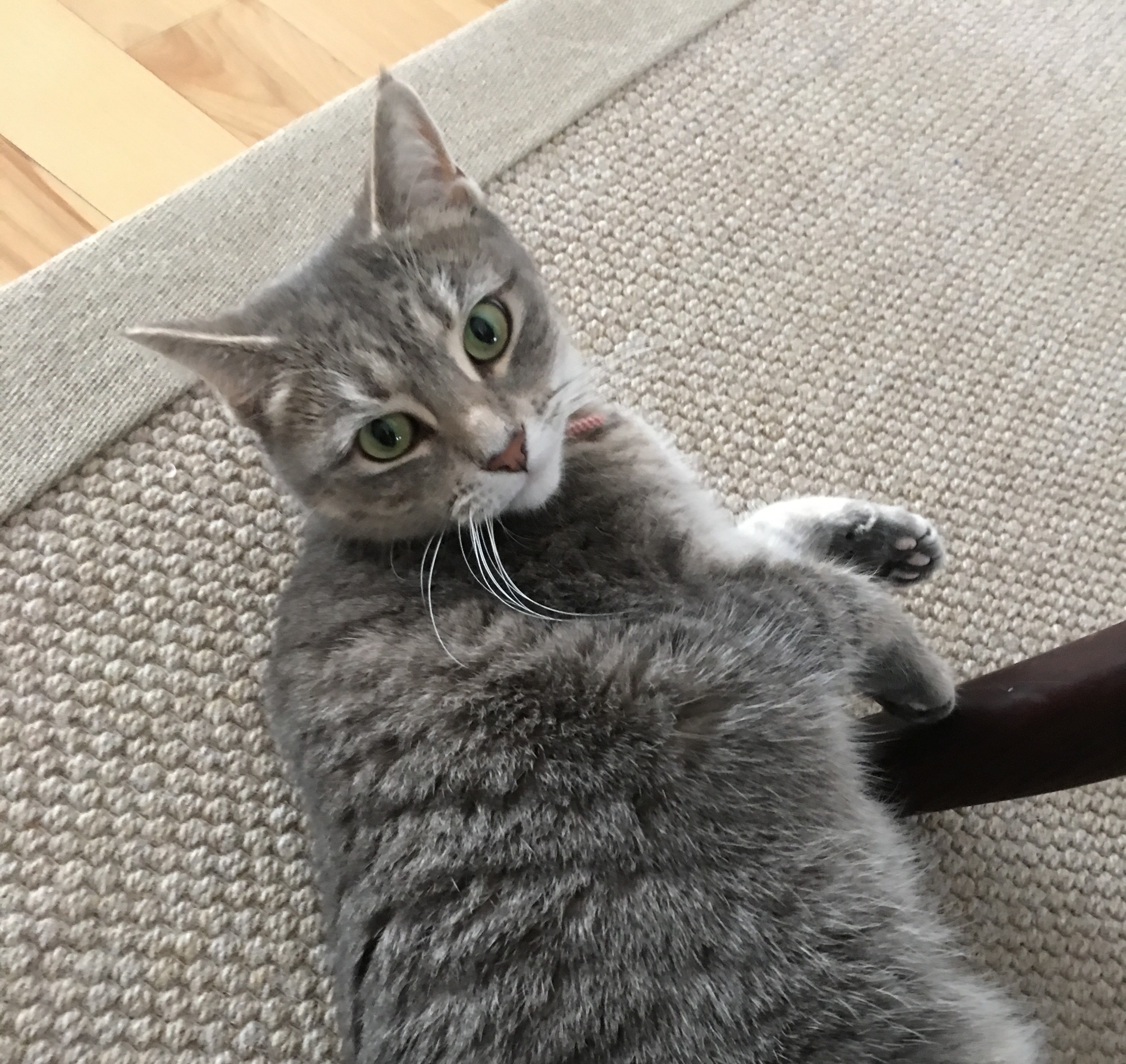 Lila