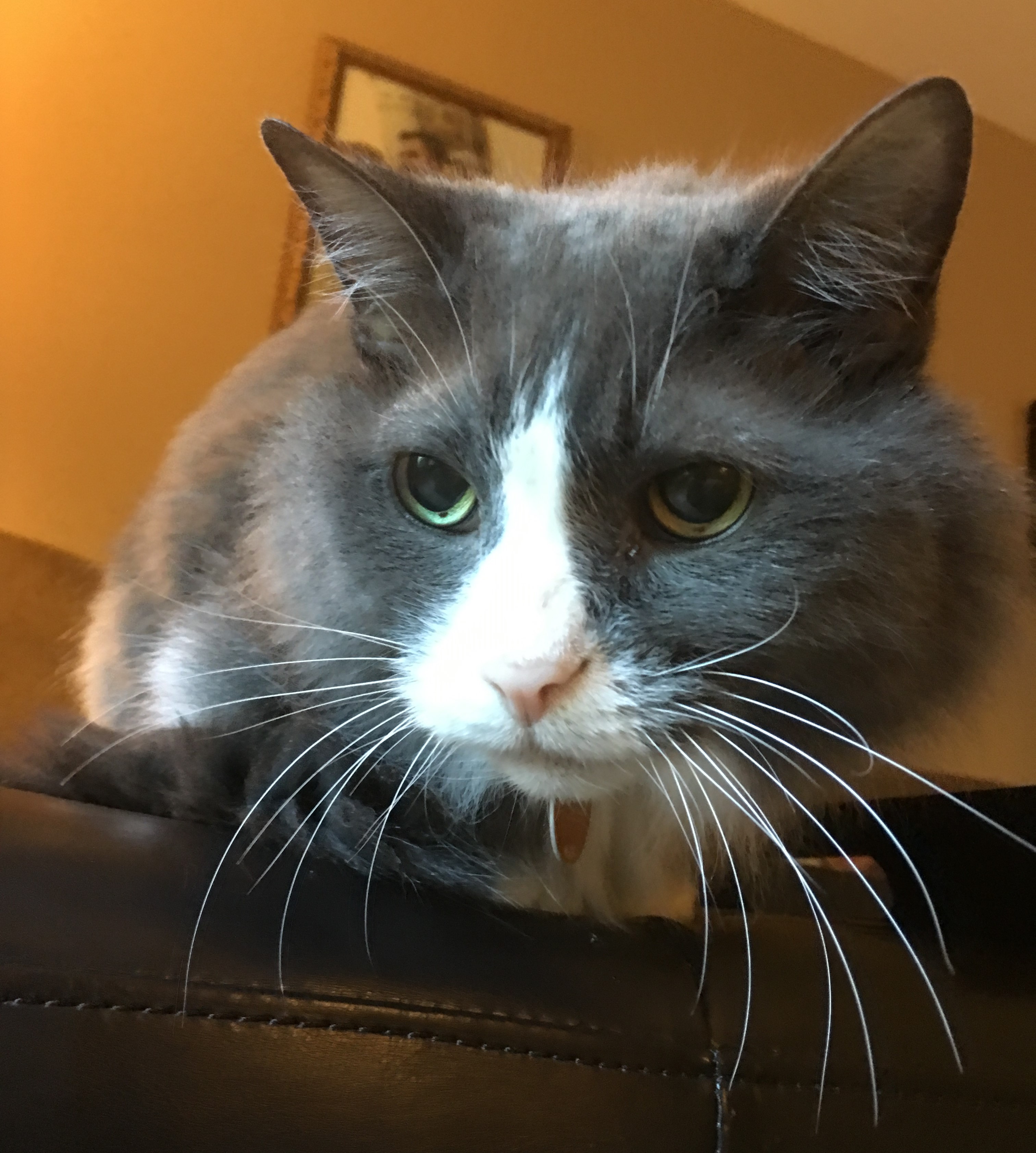 Mojo