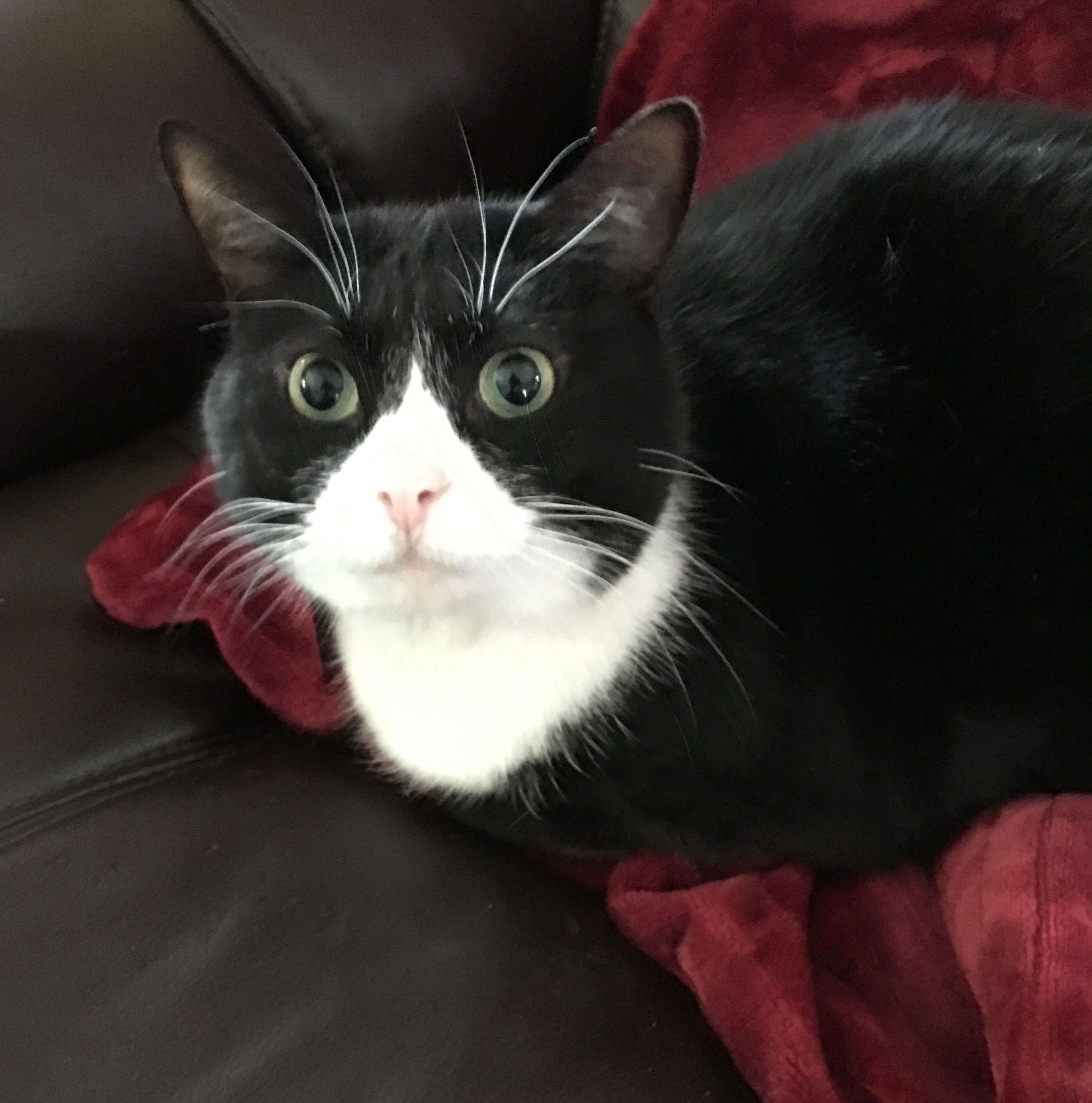 Pepper