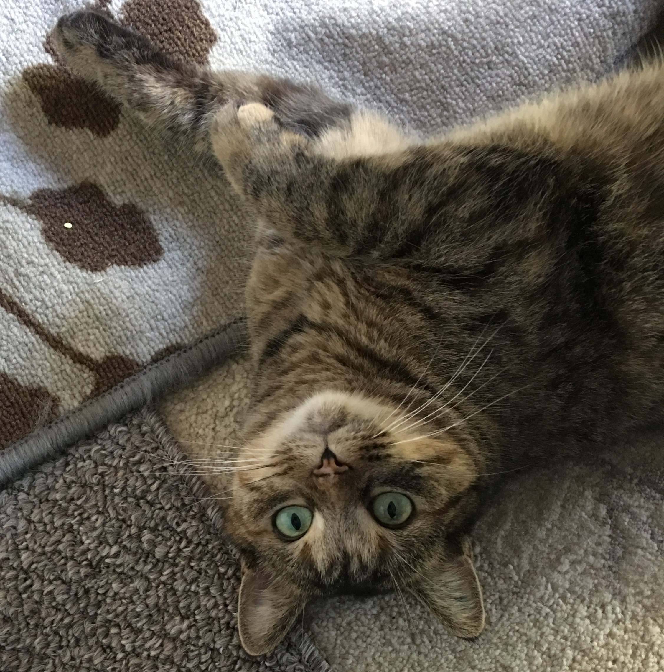 Sweetie Pie