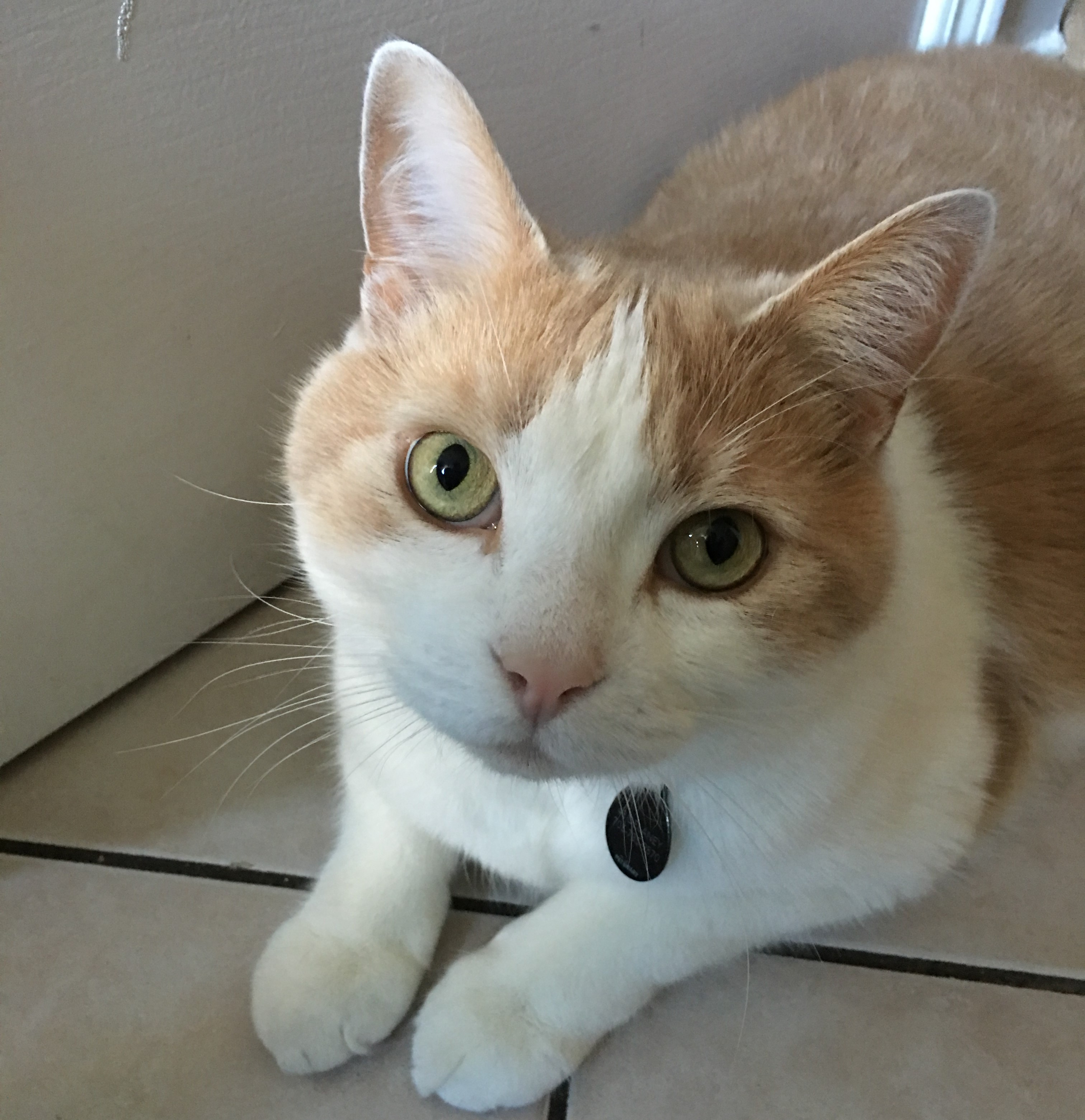 Simba