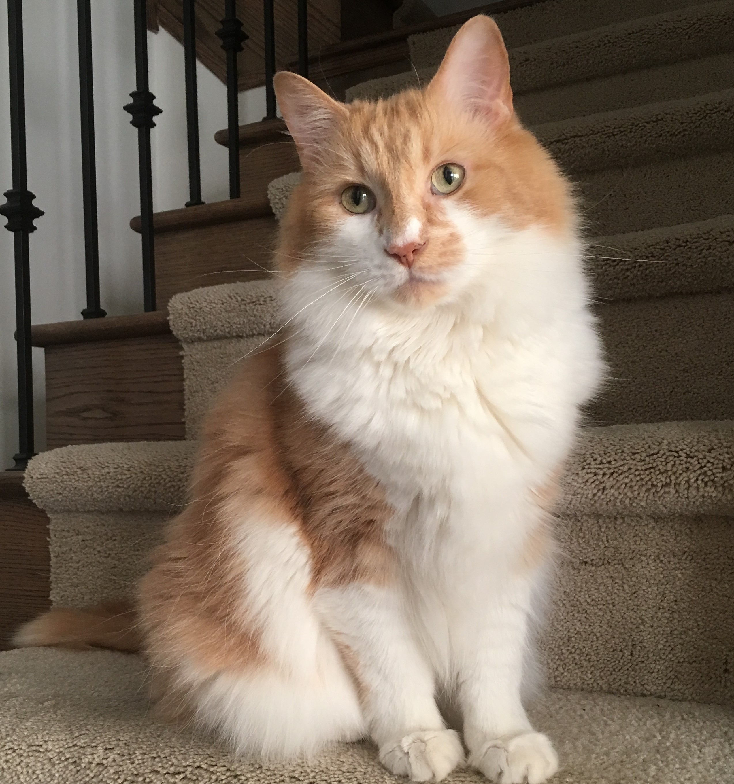 Templeton