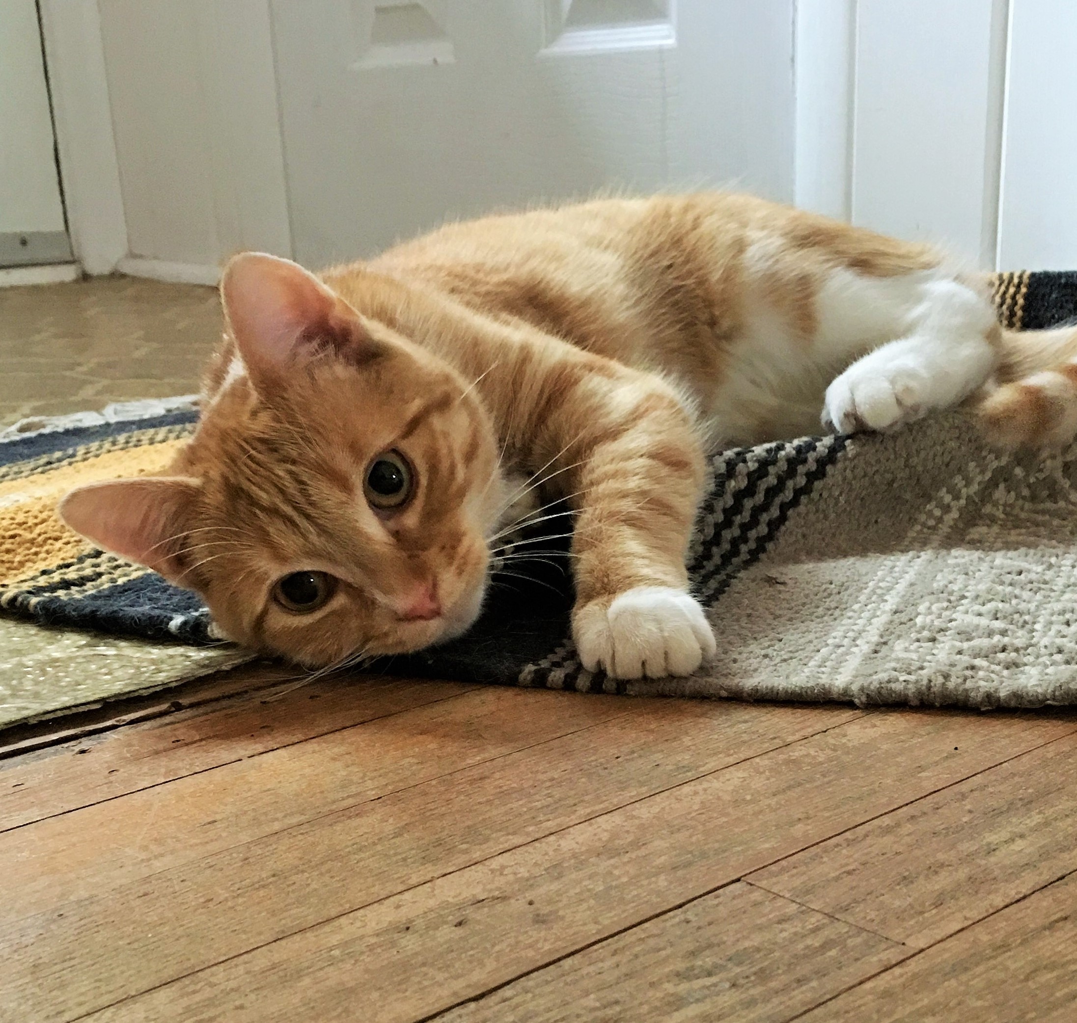 Tuna