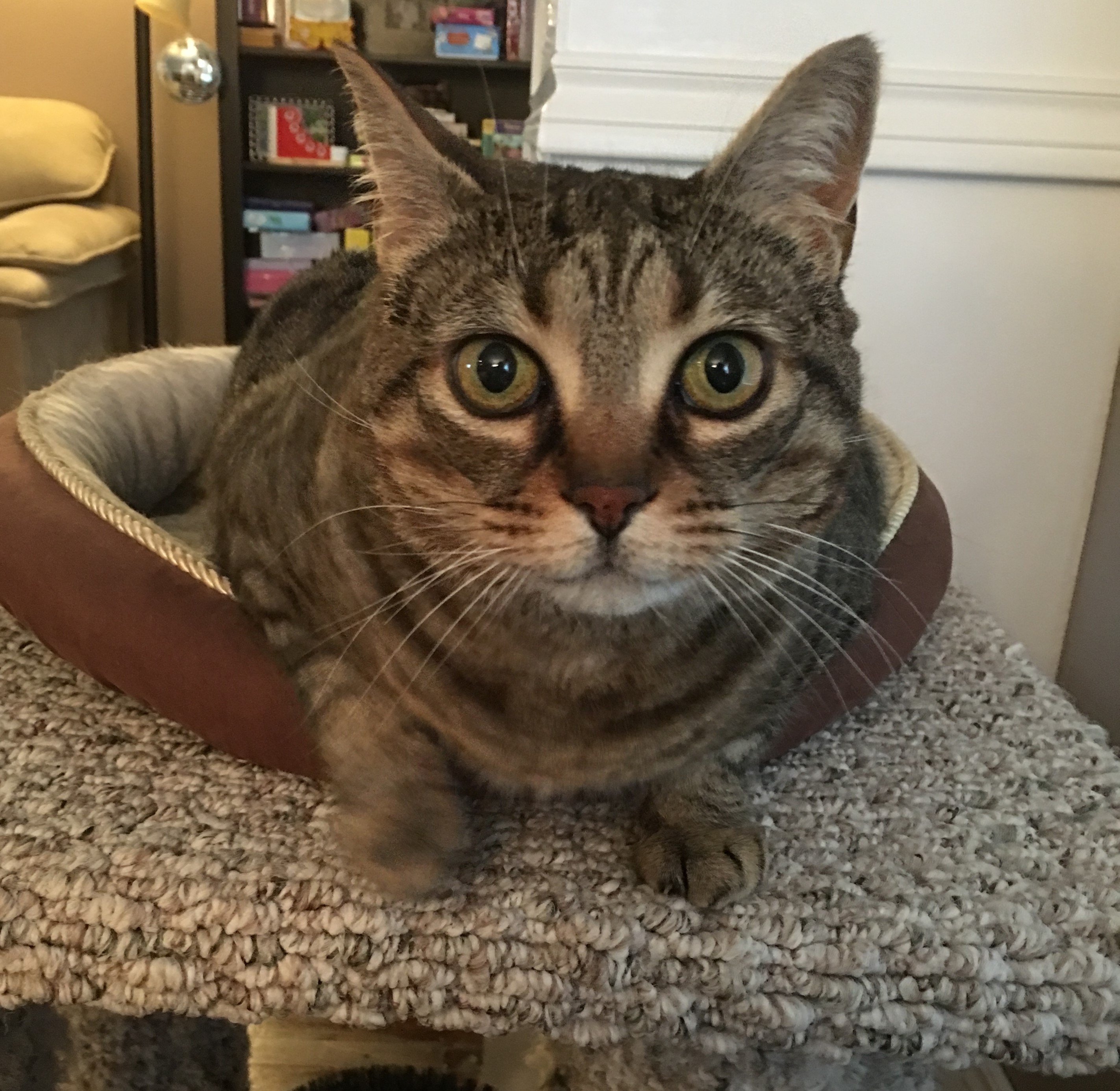Chloe