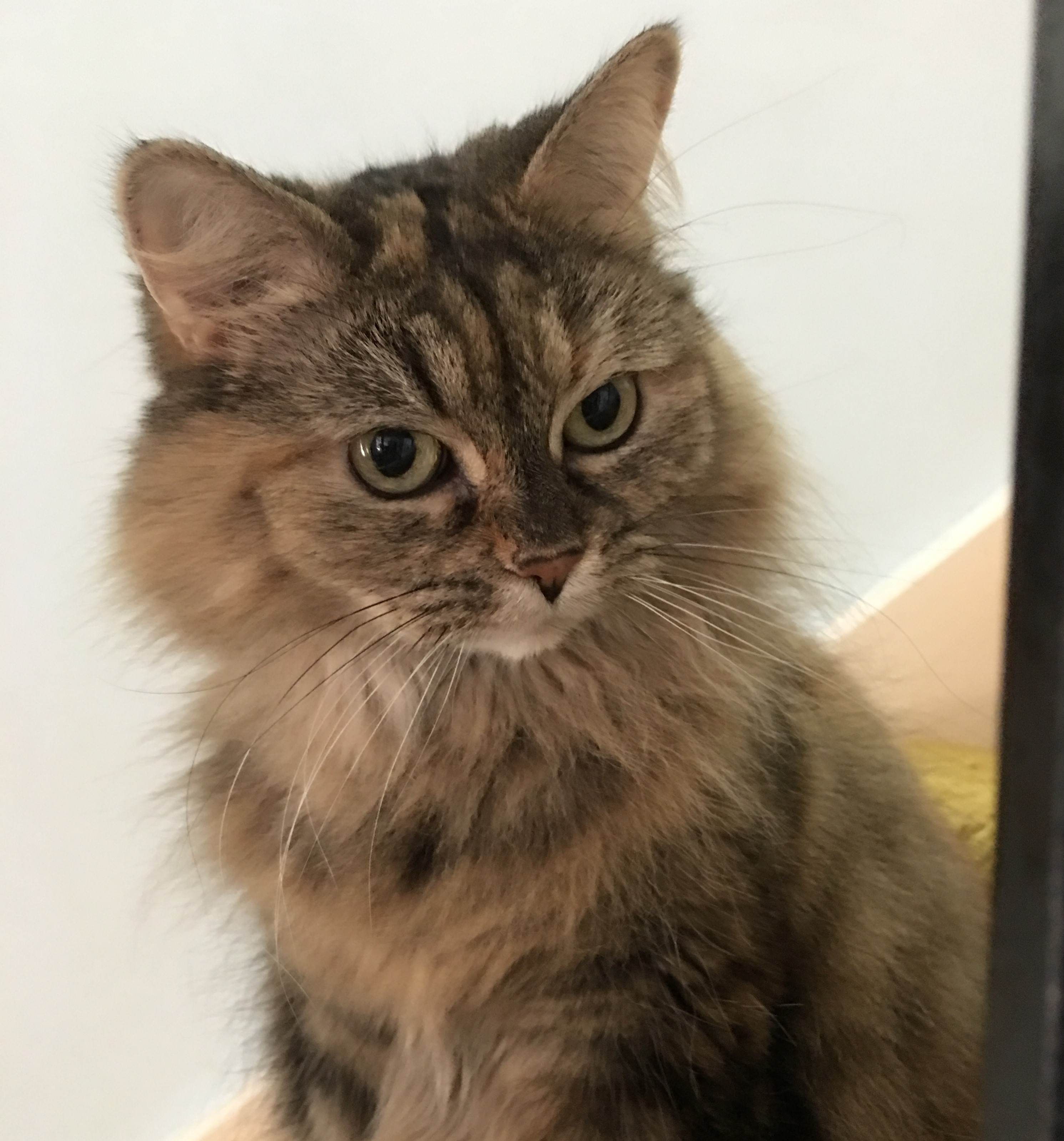 Maggie