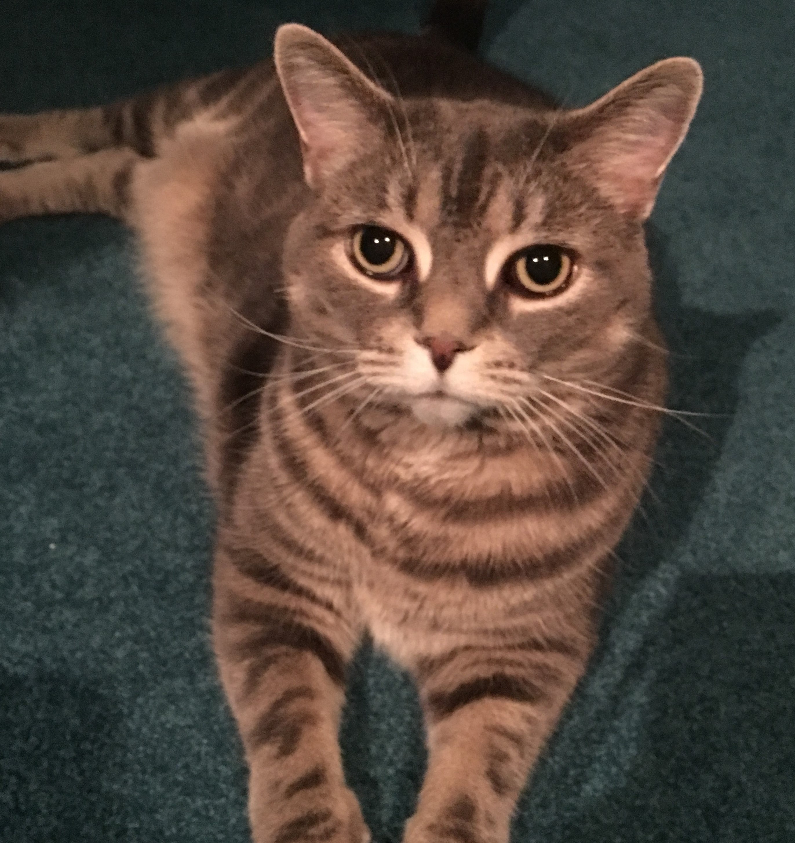 Missy