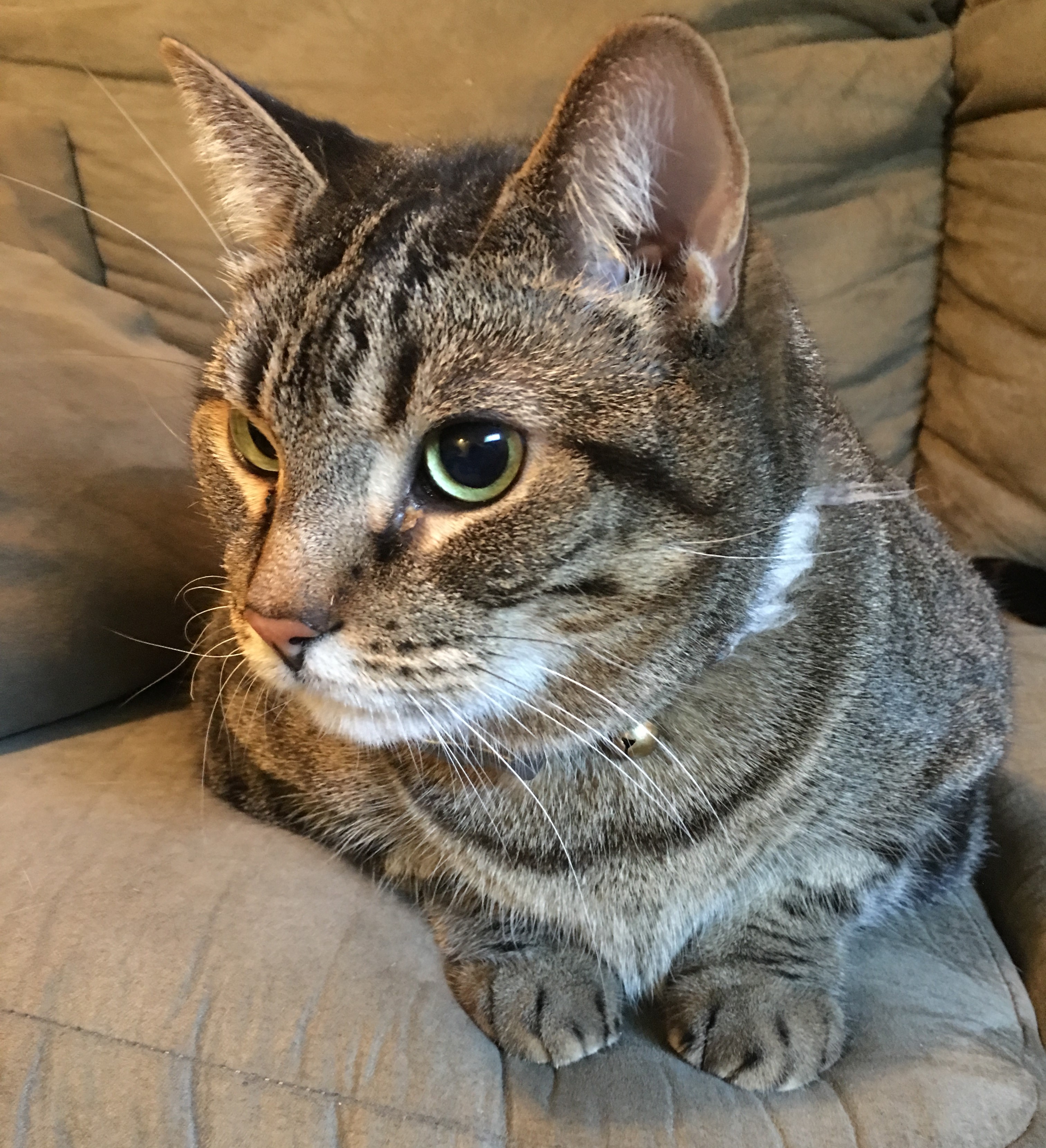 Simba