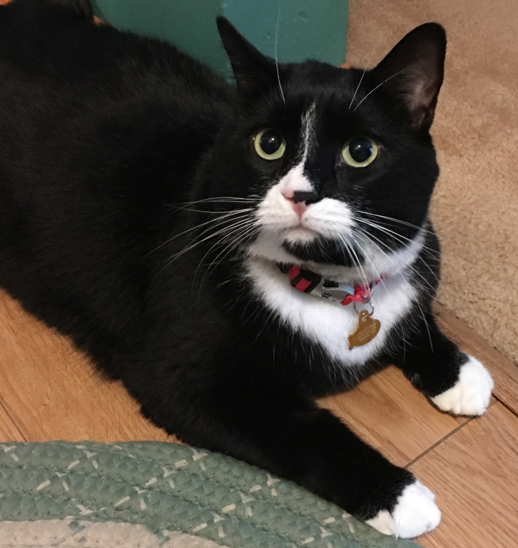 Oreo