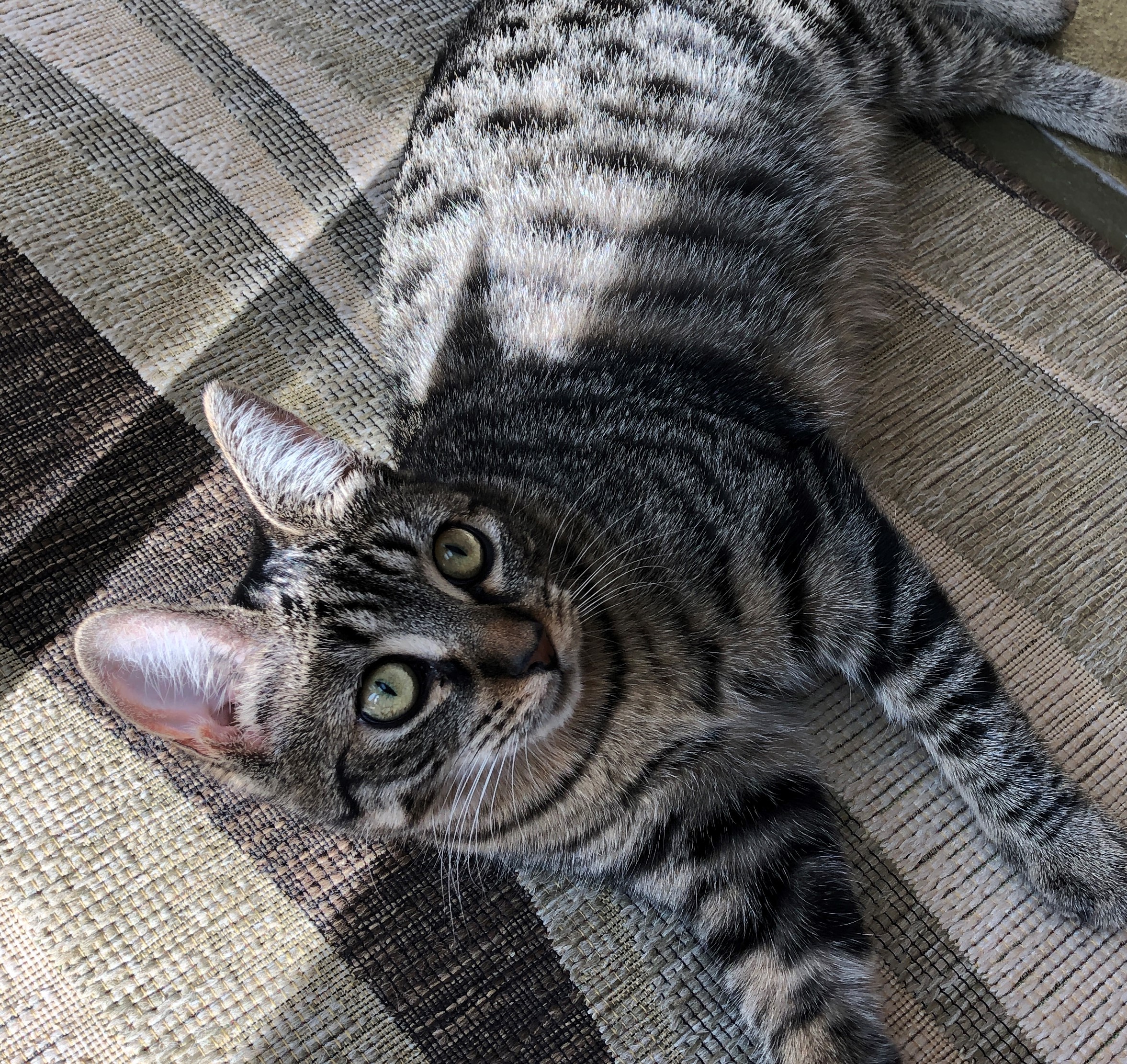Bella