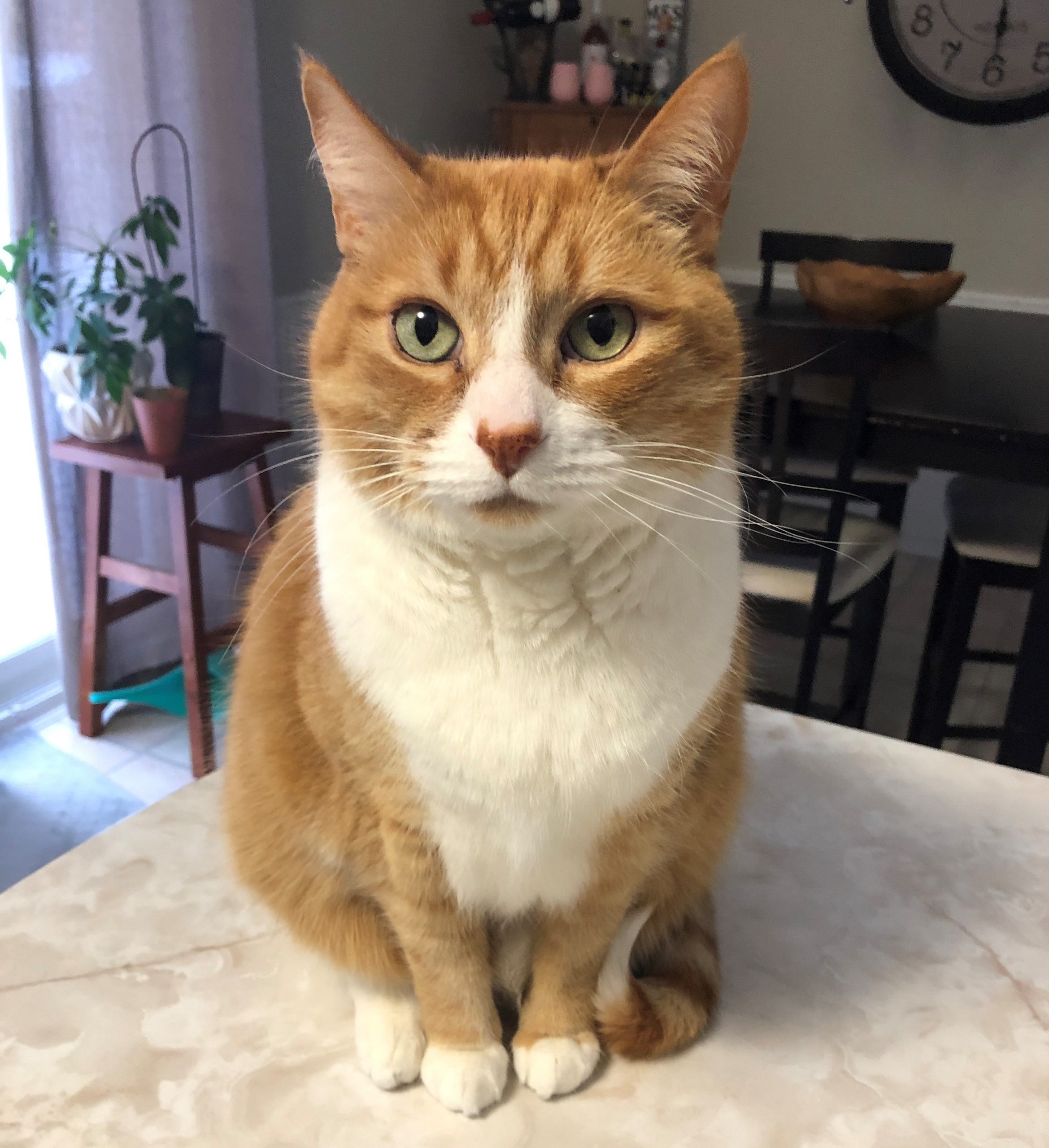 Enzo