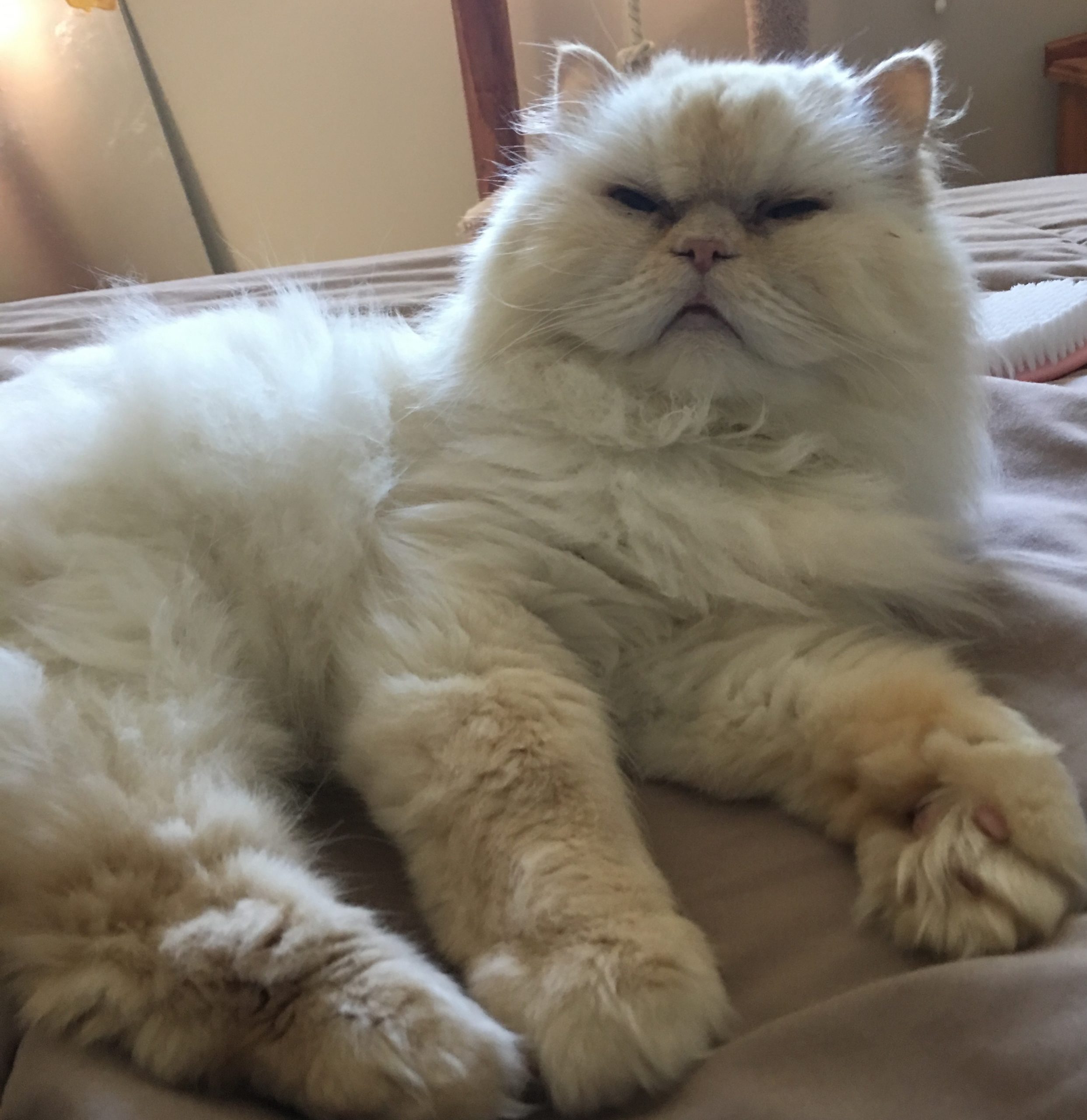 Kingsley (Resident)
