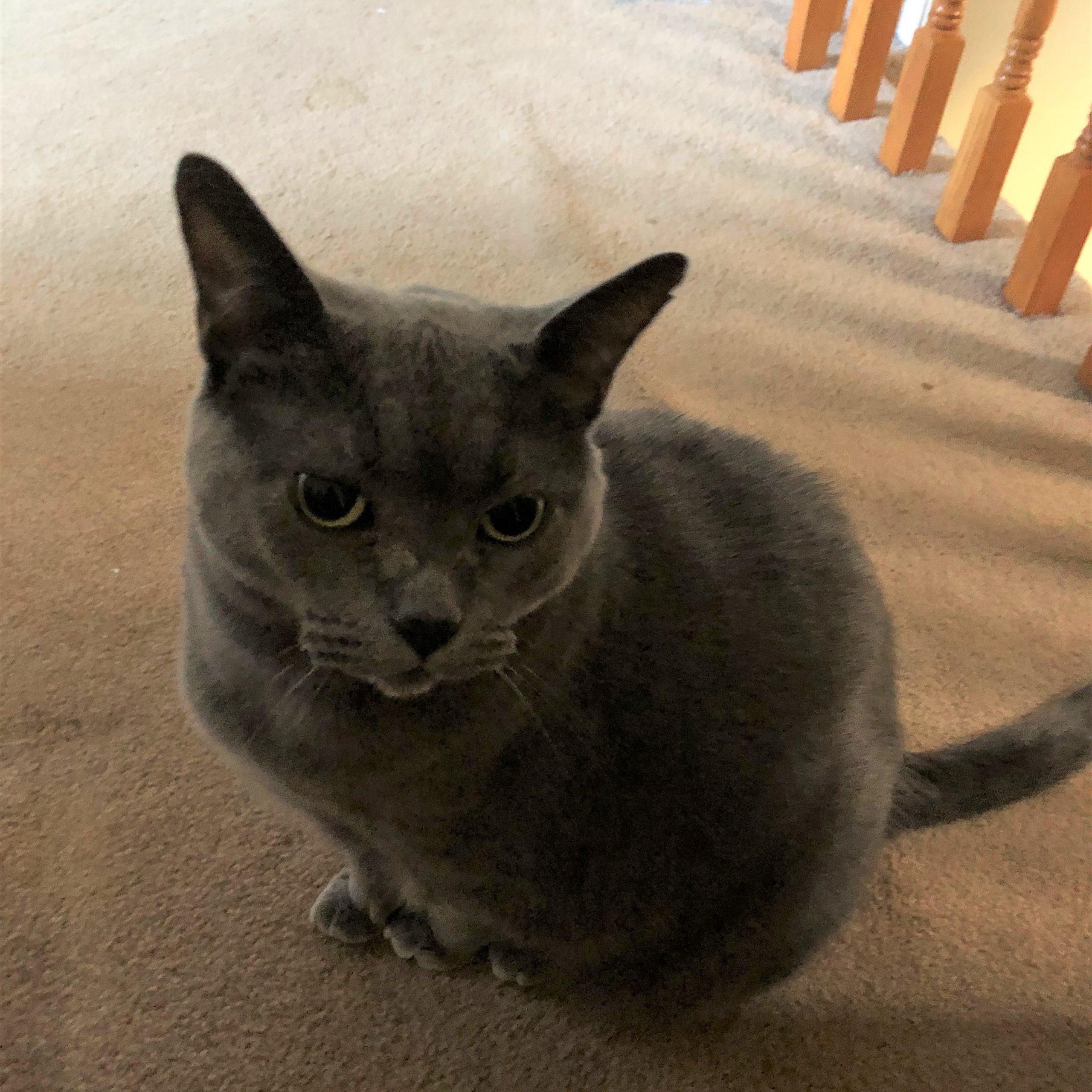 Gracie