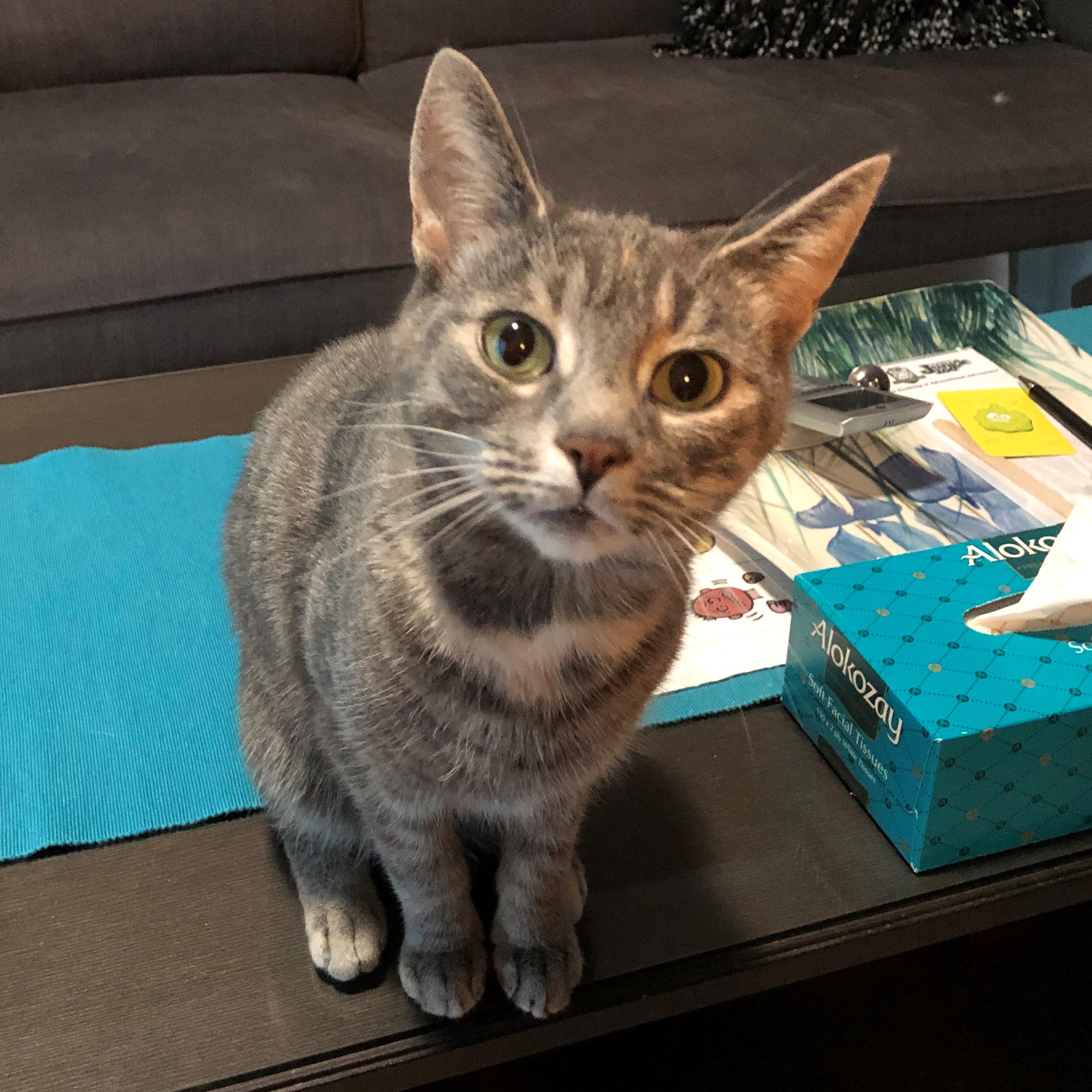 Tia