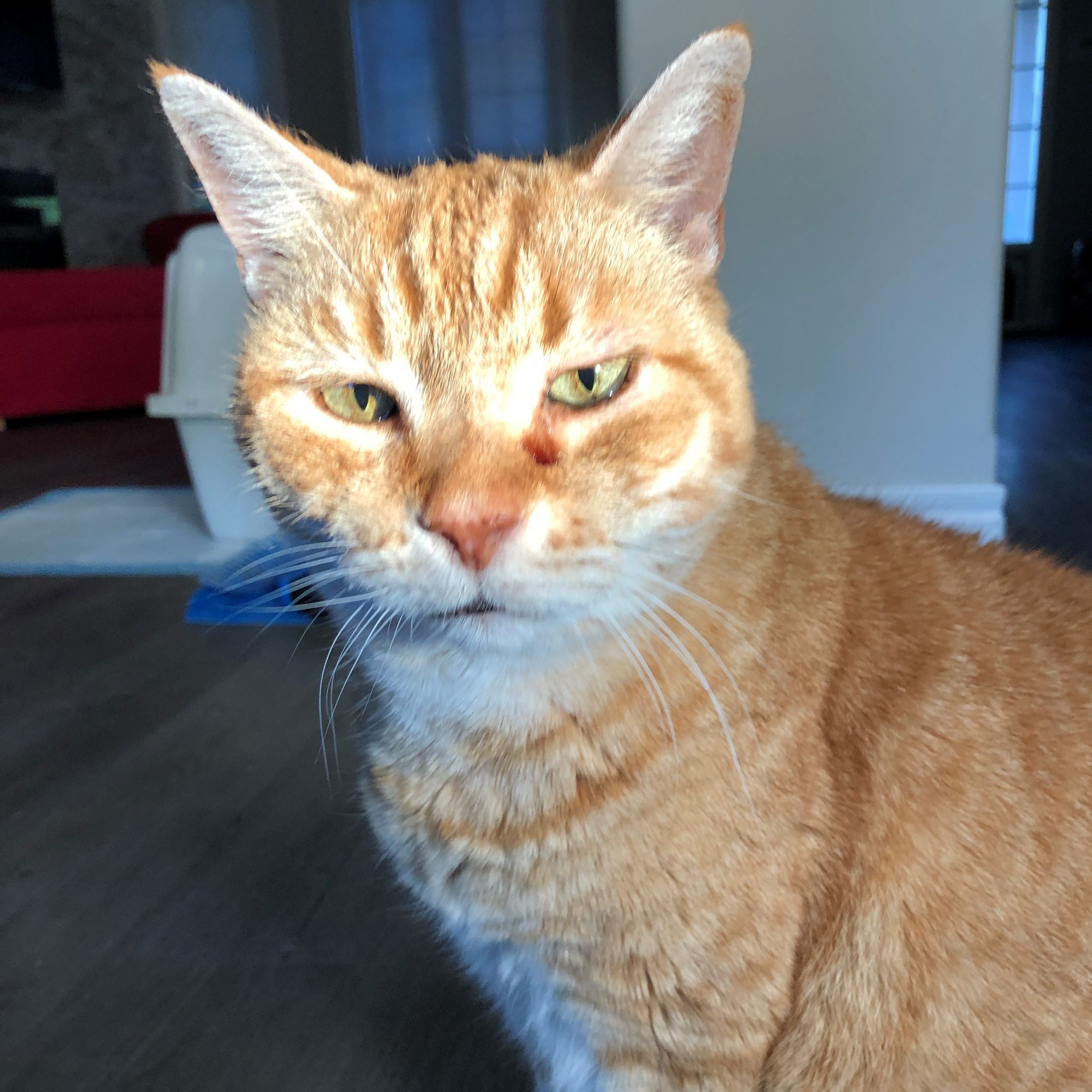 O’Malley