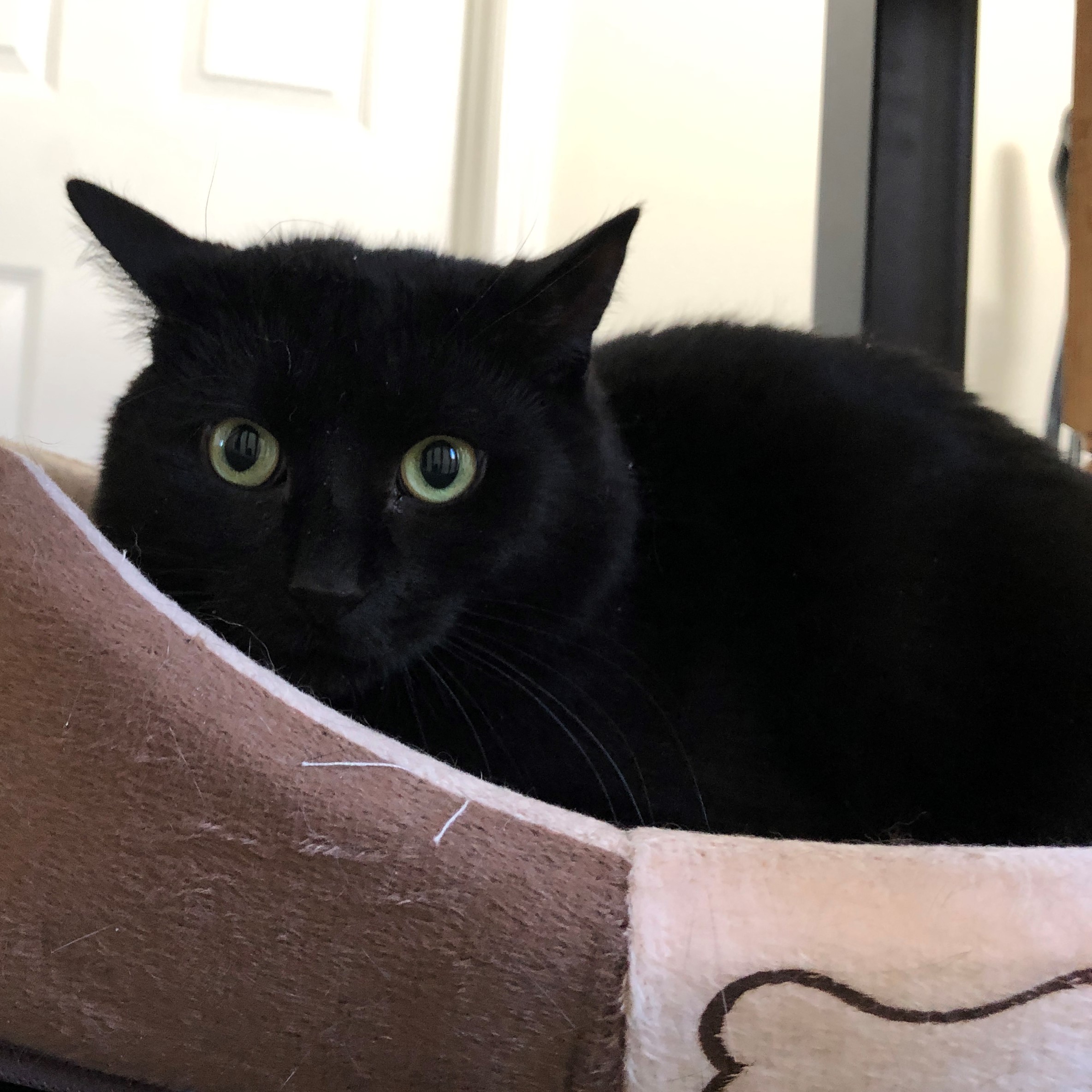 Atticus