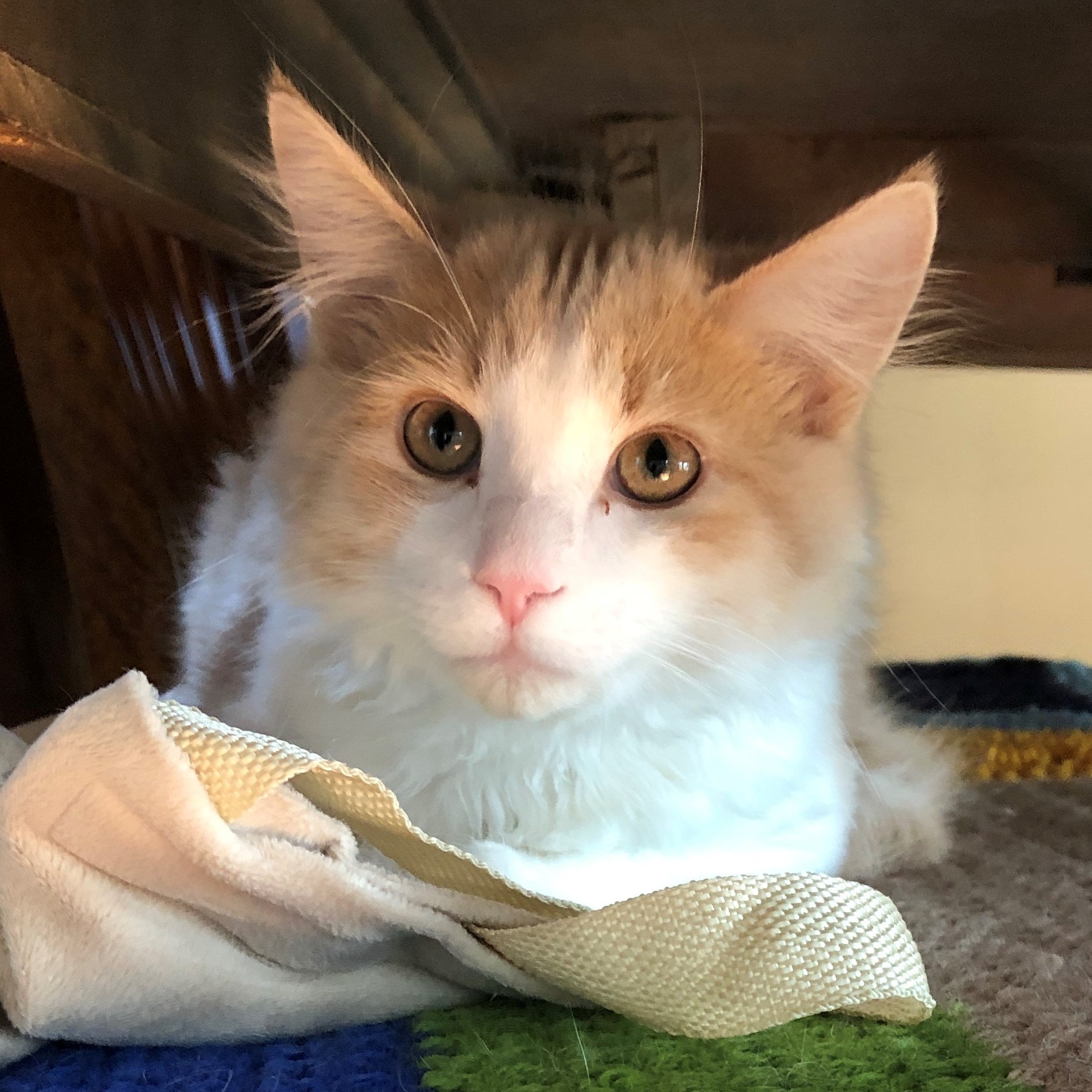 Leo