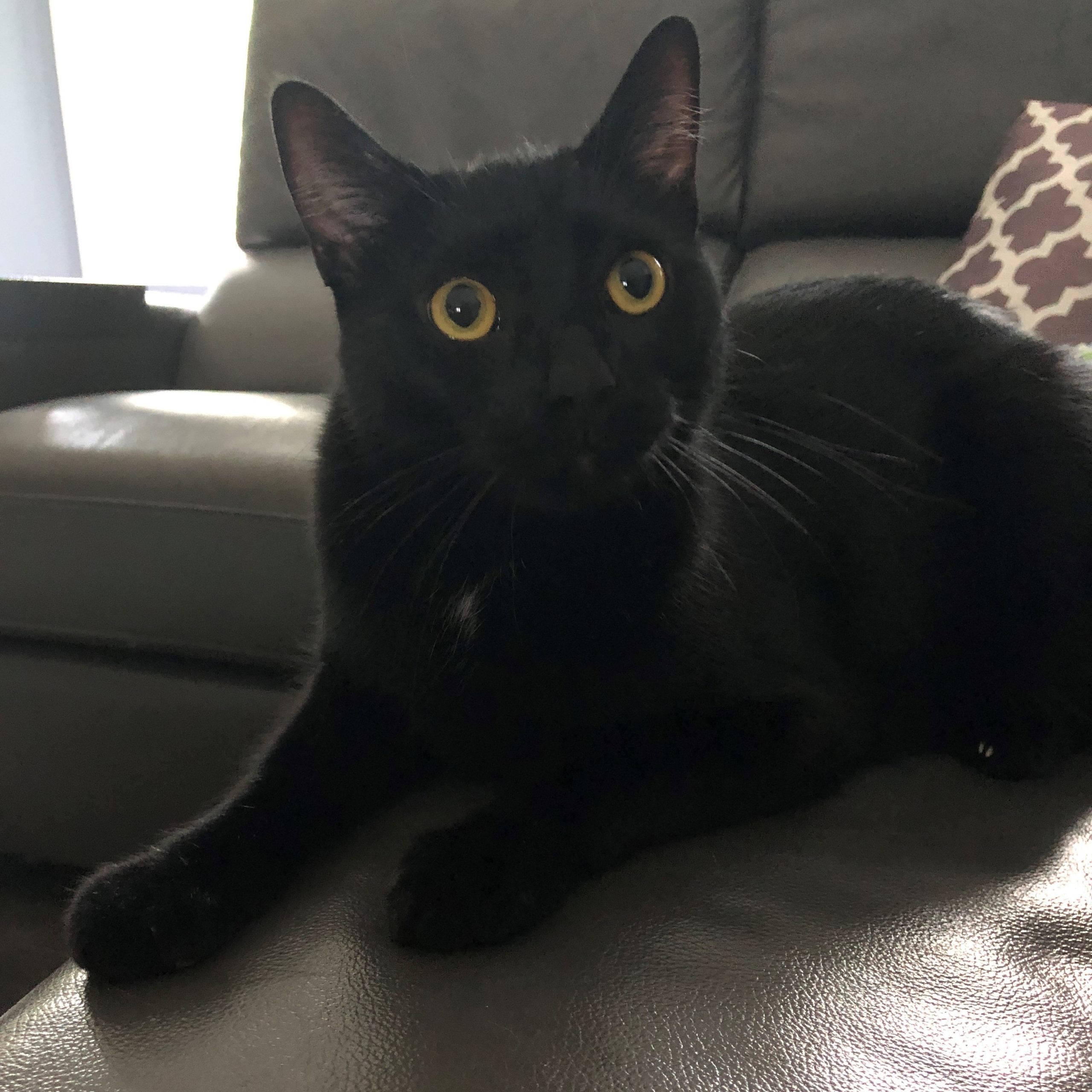 Oreo