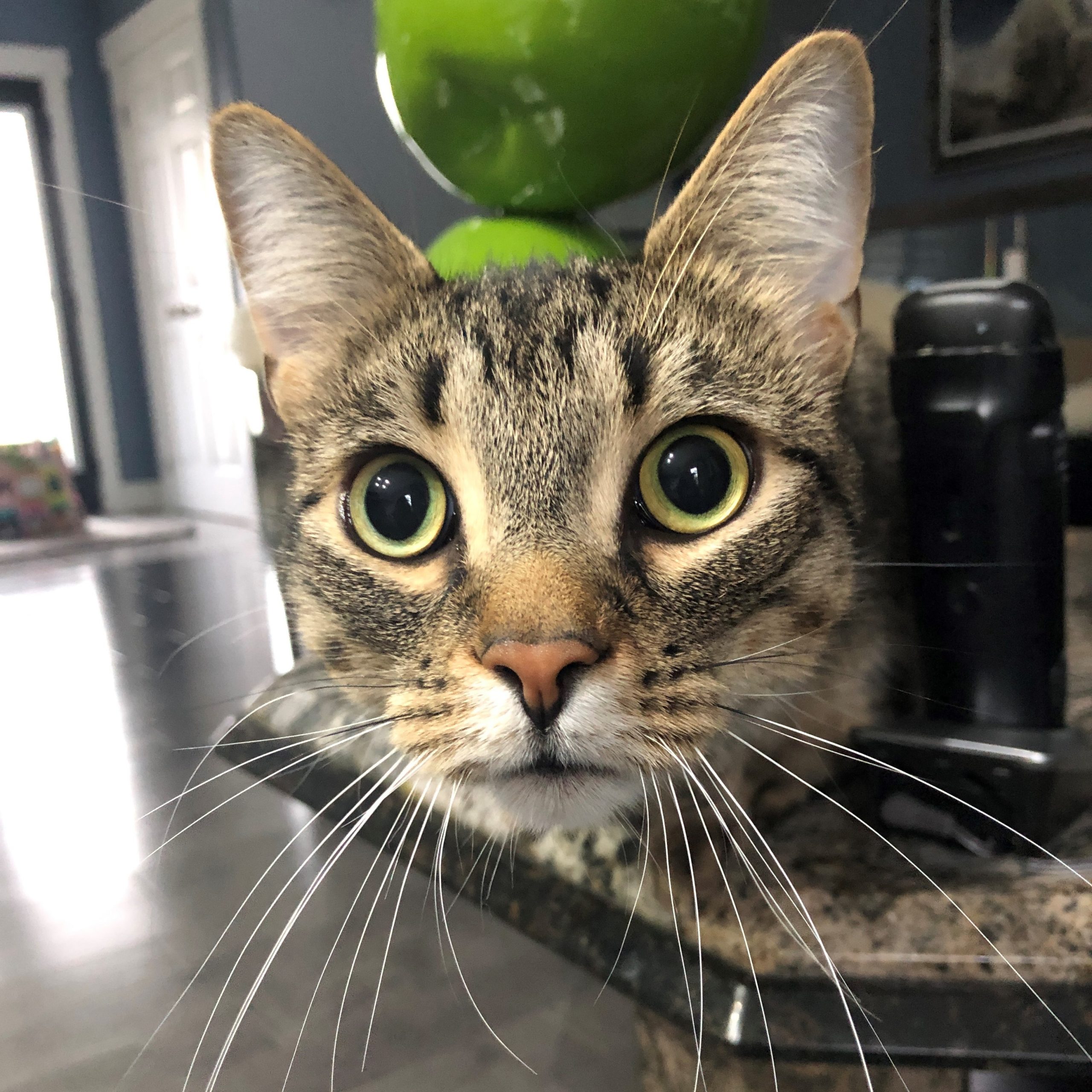 Peanut