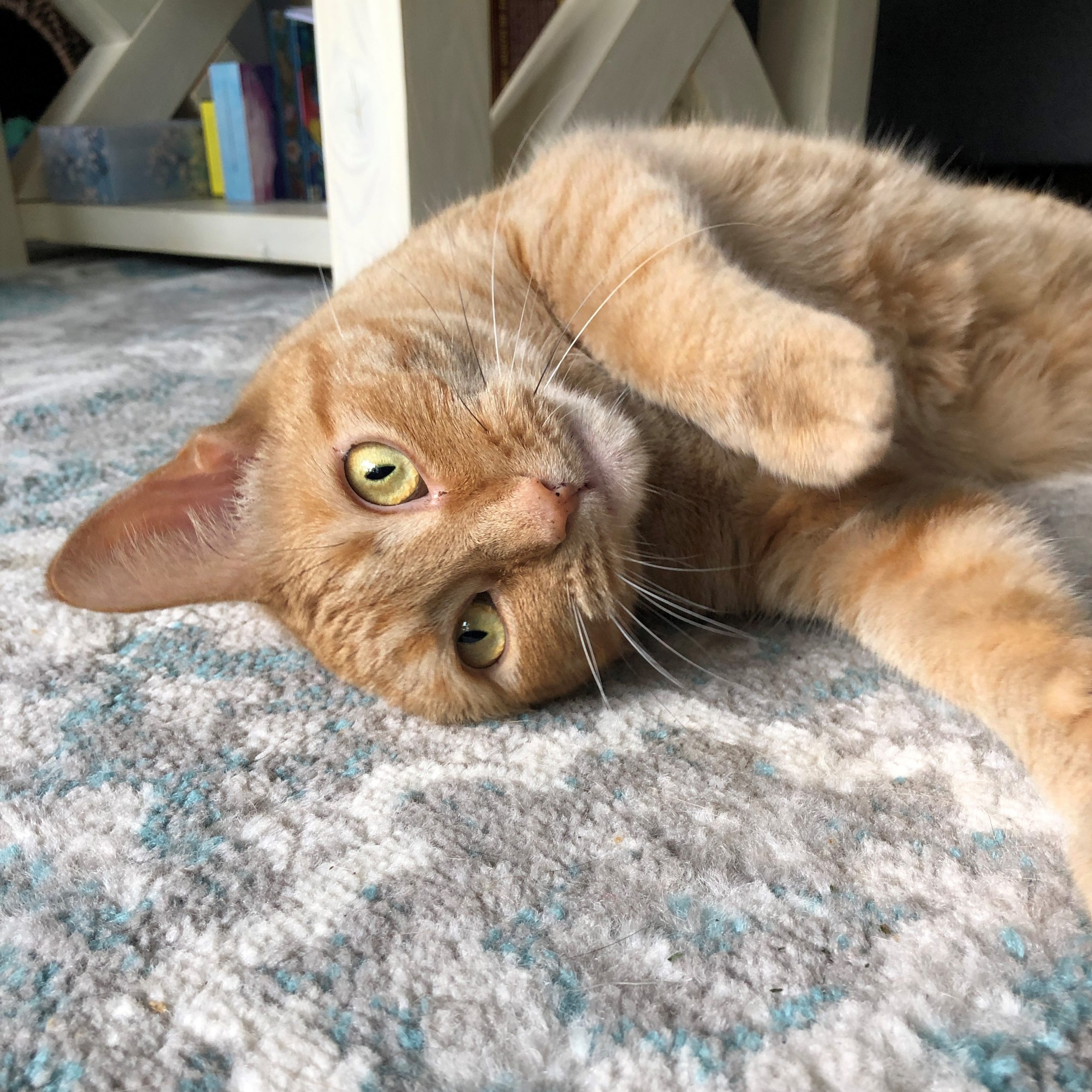 Shrimp