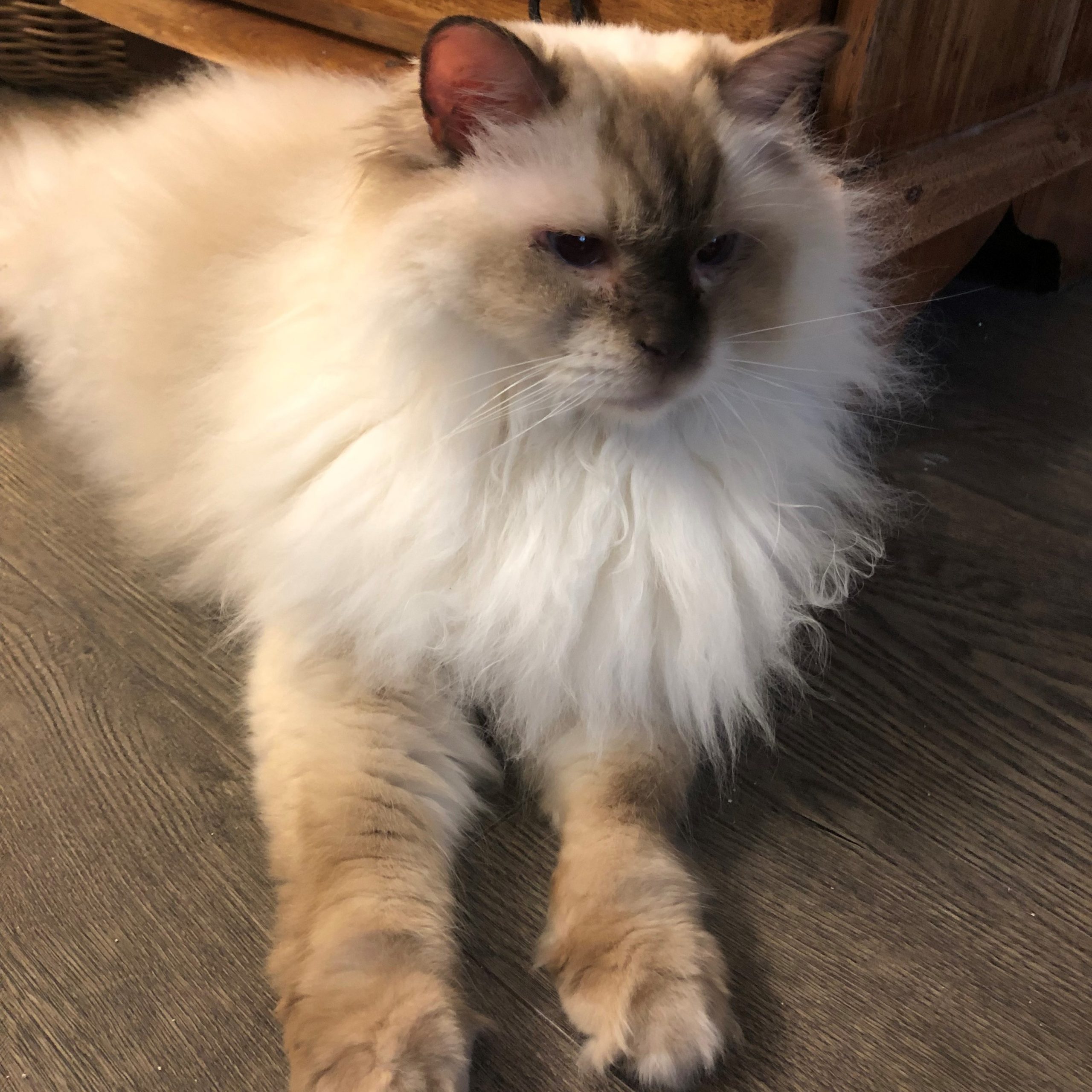 Zeus